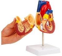 Human Organ Model: Real-Sized Heart Anatomy, 59 Correct Structures With Detailed Base And Guide, For Science Teaching Models Exhibition.