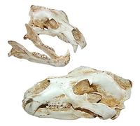 Human organ model,Resin Polar Bear Skull Replica Model Skull Figurine Veterinary Office Collection Bar Tabletop Decor
