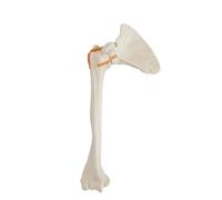 Human organ model, Right,32cm, Shoulder Joint Bone Model - Human Shoulder Joint Model - 1:1 Natural Large Shoulder Joint Model