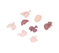 Human Organ Model Simulation Body Anatomy Educational Tool Brain Heart Lungs Liver Stomach Kidneys for Teaching Medical Students Doctors Plastic 8 Pieces