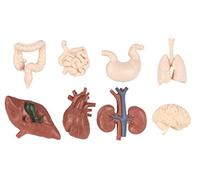 Human Organs