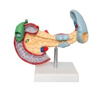 Human Pancreas Spleen Duodenum Gallbladder Anatomical Model Digestive System Organ for Biology Medical Educational Teaching Students
