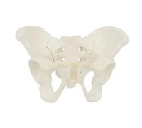 Human Pelvic Model Medicals Teaching For Study Teaching Lab Mini Female Pelvis Female Pelvic Model