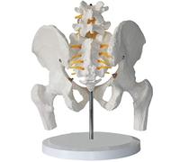Human Pelvic Model Spine Model with 2 Lumbar Vertebrae, Femures, Hip Bone,Sacrum And Coccyx for Medical Study Lessons,Me