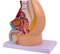 Human Pelvis Anatomy Model for Medical Training - Advanced Female Educational Tool for Anatomical Study and Practice