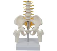 Human Pelvis Skeleton Model with 5 Lumbar Vertebrae, PVC Anatomical Pelvic Bone Model for Medical Teaching Anatomy Study and Doctor-Patient Communication, 17×13×9cm