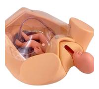 Human Pregnancy Anatomical Model, Manikin Childbirth Demonstration Training Simulator with Pelvis, Fetus, Uterus, Amniotic Sac, Placenta & Umbilical Cord Set, for Birth Education Tools.