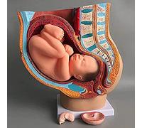 Human pregnancy basin pattern, anatomical doctor. Human female dock in pregnancy with pregnancy. 9 month old baby fetus