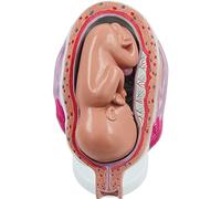 Human Pregnancy Development Process Model with Removable Organs, 8-Parts, Women Anatomy for Education Teaching Supplies