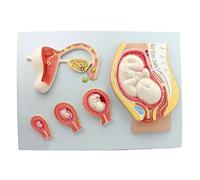 Human Pregnancy Embryo Development Process Model, Fertilized Egg Uterine Tissue Embryo Model Human Embryonic Development Stages and Processes for Educational Tr