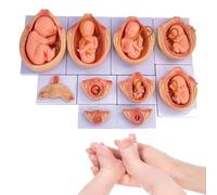 Human Pregnancy Organ Anatomical Model - Fetal Growth And Development Process Model 10Pcs 9 Month Fetal Development Process Model