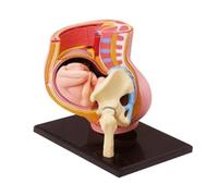 Human Pregnancy Pelvis Anatomy Model with Removable Fetus In Uterus Childbirth Education Tool for Medical Teaching organ model