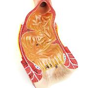 Human Rectal Model - Anatomical Educational PVC Model for Anatomy Study and Teaching Aids