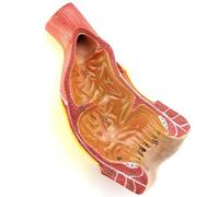 Human Rectum and Anal Canal Anal Anatomical Model, Human Science Models, Detailed Anorectal Structure Replica for Anatomy Study and Specialist Education