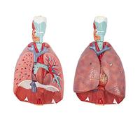 Human respiratory anatomical models 1: 1 Human lung model and respiratory system, 3/4 life -size comprising 7 removable