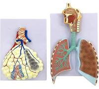 Human Respiratory Anatomy Model - Educational Tool for Studying Alveolus, Head, Throat, and Lungs for Anatomy Learning