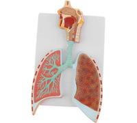 Human Respiratory System Anatomical Model - Detailed PVC Model for Teaching and Learning Anatomy, 36 x 20 cm