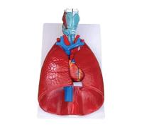 Human Respiratory System Anatomy Model 7 Pcs Detachable Modelwith Lungs Heart Larynx Trachea and Vascular for Medical Science Education Study or Teaching Includes Base and Chart