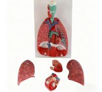Human Respiratory System Anatomy Model: Heart, Throat, Lungs, and Bronchi; 7-Piece Detachable Lung Anatomical Model with Numerical Identification for Medical Teaching