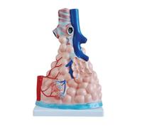 Human Respiratory System Anatomy Model, Lung Anatomy Respiratory System Relief Model, Alveolar Enlarged Anatomy Model