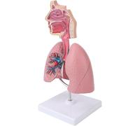Human Respiratory System Anatomy Model, Nasal Cavity Throat Lung Anatomy Model, Respiratory System Model with Removable, PVC Material, for Medical Education Display