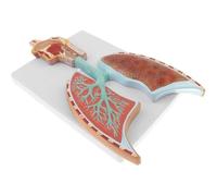 Human Respiratory System Anatomy Model Teaching Model Human Organ Anatomical Part Life Size Respiratory System Model - Longitudinal Section of Head Throat and Lungs Biology Teaching Sculpture