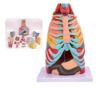 Human Respiratory System Anatomy Model with 15 Detachable Parts | Includes Larynx, Bronchial Tree, Lung Lobes, Heart & Nerves for Advanced Medical Study