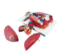 Human Respiratory System Anatomy Model with 51 Parts & 7 Removable Components for Educational Study, Medical Training, and Detailed Lung & Heart Examination
