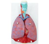 Human Respiratory System Model,1:1 Life Size Human Larynx Heart Lungs Anatomy Model 7-Parts Removable Organs with Product Manual Card for Medical Study Educational