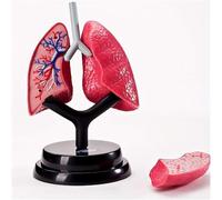 Human Respiratory System Model - Anatomical Lung Model for Healthcare Applications, Teaching, and Study with Detachable Structure