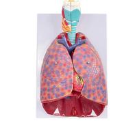 Human Respiratory System Model - Anatomical Model of Larynx, Heart & Lungs with 7 Removable Organs and 51 Parts Directional Signage for Medical Study Education