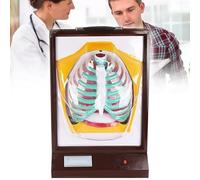Human Respiratory System Model - Anatomical Teaching Aid for Study and Display - Dynamic Electric Breathing Exercise