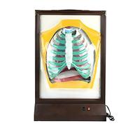 Human Respiratory System Model - Educational Anatomy Model for Teaching and Study of Lung Structure - Detailed Biological Model