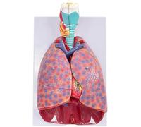 Human Respiratory System Model, Life-Size Anatomical of the Larynx, PVC Material, 7-Parts Removable Organs, 51 Parts Directional Signage, for Medical Education