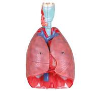 Human Respiratory System Model, Throat, Heart, and Lung Anatomy Model, Life Size Respiratory System Visual Teaching Aids, 7 Parts Removable Organs, for Medical Study Display Educational