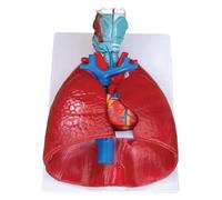 Human Respiratory Systems Heart and Lung Anatomical Model, W/7 Removable Parts Laryngeal Heart Lung Structure Teaching Model, for Medical Study Education Display