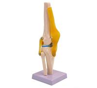 Human Shoulder/Foot/Hip/Hand/Knee/Elbow Joint Model with Ligaments, 1:1 Life Size Joint Anatomical Model for Medicina Teaching Study Display(Knee joint)