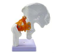 Human Shoulder/Foot/Hip/Hand/Knee/Elbow Joint Model with Ligaments, 1:1 Life Size Joint Anatomical Model for Medicina Teaching Study Display(Hip joint)