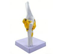 Human Shoulder/Foot/Hip/Hand/Knee/Elbow Joint Model with Ligaments, 1:1 Life Size Joint Anatomical Model for Medicina Teaching Study Display(Elbow joint)