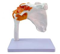 Human Shoulder/Foot/Hip/Hand/Knee/Elbow Joint Model with Ligaments, 1:1 Life Size Joint Anatomical Model for Medicina Teaching Study Display(Shoulder joint)
