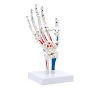 Human Shoulder Joint Model, Accurate Shoulder Skeleton Model Life Size Flexible Anatomically for Human Anatomy Study