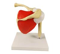 Human Shoulder Joint Model Anatomy Display 3D Polyurethane Teaching Aid for Classroom Training Studying 8.86x7.09x8.66 inch