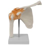 Human Shoulder Joint Model, Flexible Life Size Anatomically Accurate With Muscles, Functional Ligaments, PVC Anatomy Teaching Equipment, 6.1 x 2.0 x 8.9 in / 15.5 x 5 x 22.5 cm
