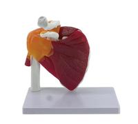 Human Shoulder Joint Model Life Size Flexible Anatomically Accurate Human Shoulder Musculature Model with Removable Base
