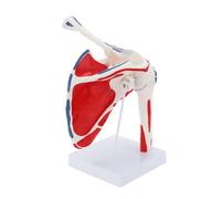 Human Shoulder Joint Model, Life Size Flexible Anatomically Accurate Shoulder Skeleton Model for Medical Study Teaching molds