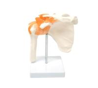 Human Shoulder Joint Model, Life Size Flexible Anatomically Accurate Shoulder Skeleton Model with Functional Ligaments and Removable Base