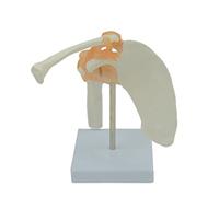Human Shoulder Joint Model with Ligaments Flexible 1:1 Scientific Life Size for W/Display Base for Medical School Class Shoulder Joint Model with Ligaments Medical Classroom Education Display Study
