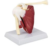 Human Shoulder Joint Model with Muscles & Ligaments, Detailed Anatomy Model 18×14×18cm for Medical Teaching