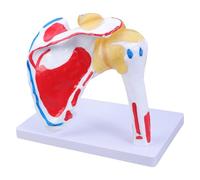 Human Shoulder Joint Muscles Anatomy Model Muscled Joint Anatomy for Teaching Research Clinical Settings Anatomical