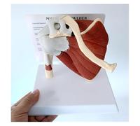 Human Shoulder with Muscle Anatomy Model, Shoulder Joint Ligament Medical Anatomical Model,18x14x18cm